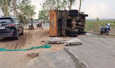 बिना नम्बर के ओव्हरलोड रेत ट्रक ने दो गायों को कुचला