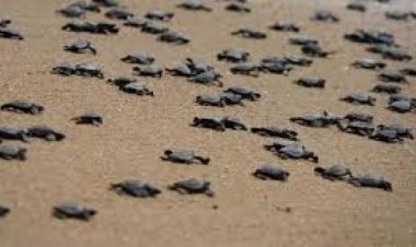 ओडिशा के केंद्रपाड़ा में ‘ओलिव रिडले’ कछुओं के बच्चे अंडों से बाहर निकलकर समुद्र की ओर बढ़े