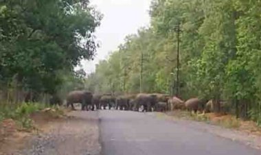 सडक़ पार करते दिखा हाथीदल, गाडिय़ों के पहिये थमे