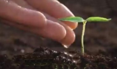 इंदौर में जारी है 51 लाख पेड़ लगाने की तैयारी