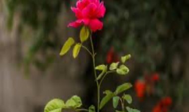 गुलाब के फूलों से पाएं शांति और सफलता: आजमाएं ये प्रभावी उपाय