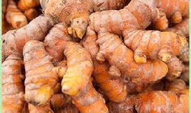 कई बीमारियों के लिए रामबाण इलाज है कच्ची हल्दी