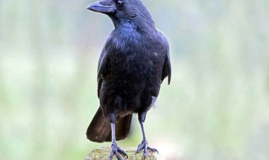 कौवे मनुष्यों के समान गिनती करते हैं