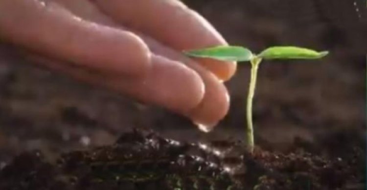 इंदौर में जारी है 51 लाख पेड़ लगाने की तैयारी