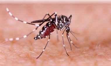 कर्नाटक में डेंगू का कहर, बेंगलुरु में सात लोगों की मौत; स्वास्थ्य मंत्री दिनेश गुंडू राव ने जारी किए दिशा-निर्देश