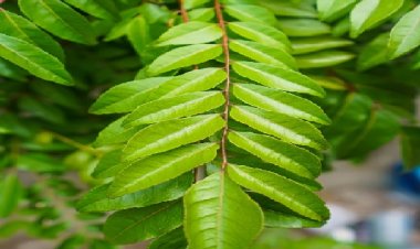 औषधीय गुणों से भरपूर करी पत्ता सेहत के लिए है काफी फायदेमंद