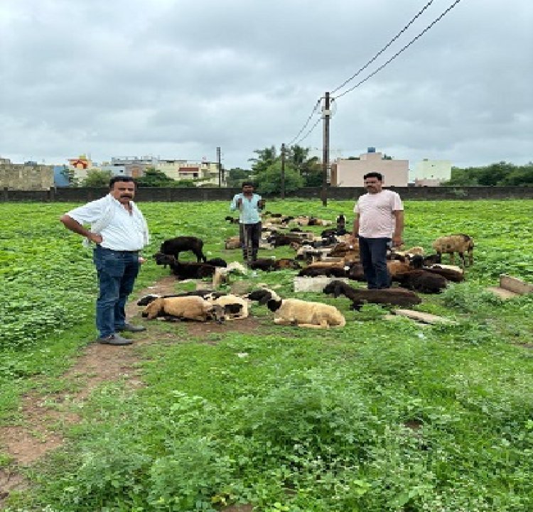 भाठागांव में खुले प्लाट में बकरे और भेड़ रखकर गंदगी, प्रदूषण फैलाने पर पर जुर्माना