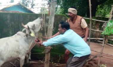 सड़कों पर आवारा पशुओं की जमावड़ा को हटाने के दल गठन कर की जा रही कार्यवाही