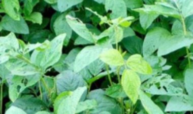 कम बारिश से संकट में मालवा-निमाड़ का सोयाबीन बेल्ट, मैदान में उतरी कृषि विभाग की टीम