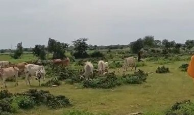 गोवंश को सड़क दुर्घटना से बचाने की पहल:ग्रामीणों ने बना डाली अस्थाई गोशाला, कलेक्टर के निर्देशों का नहीं हुआ था पालन