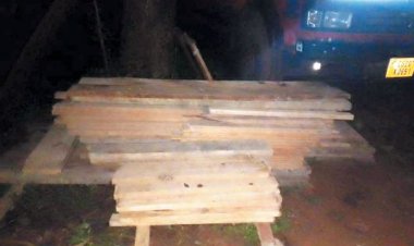 वन विभाग की दबिश, दो घरों से अवैध सागौन जब्त