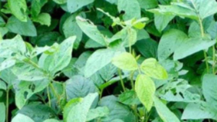 कम बारिश से संकट में मालवा-निमाड़ का सोयाबीन बेल्ट, मैदान में उतरी कृषि विभाग की टीम