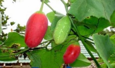 कुंदरू की सब्जी सेहत के लिए साबित हो सकती है वरदान