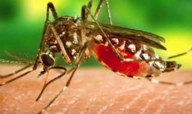 डेंगू बढ़ते मामलों को लेकर कोर्ट में सुनवाई:इंदौर नगर निगम सहित भोपाल, जबलपुर निगम को नोटिस जारी