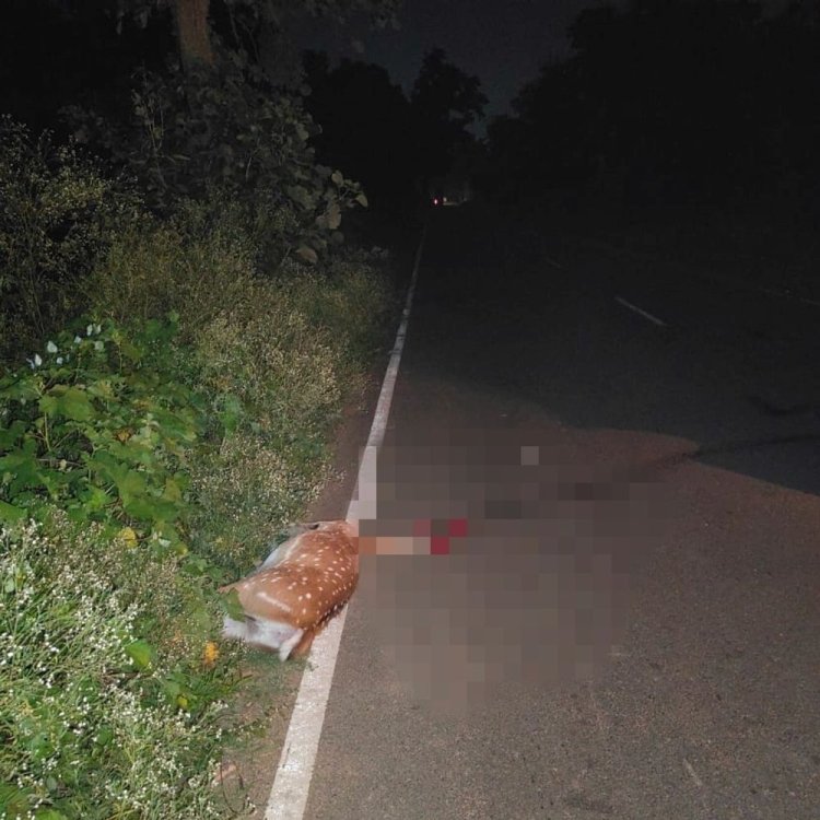 अज्ञात वाहन की टक्कर से चीतल की मौत:मध्यप्रदेश राज्य वन विकास निगम क्षेत्र की घटना, जांच में जुटे अधिकारी