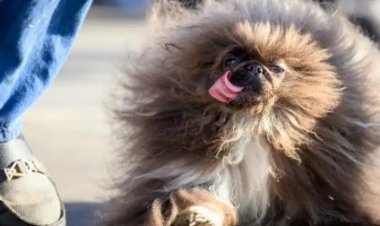 बिना सर्जरी के नसबंदी करने वाली वैक्सीन विकसित