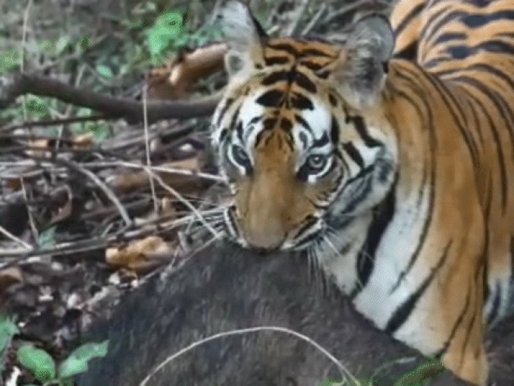 बांधवगढ़ टाइगर रिजर्व के ताला जोन में दिखी बाघिन:शिकार को घसीटकर ले जाते दिखी बाघिन सिद्ध बाबा, पर्यटकों ने बनाया वीडियो