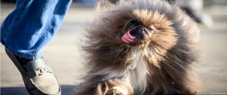 बिना सर्जरी के नसबंदी करने वाली वैक्सीन विकसित