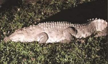 मैत्री बाग में लाया गया मगरमच्छ और बार्किंग डियर