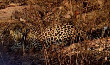 गांधीसागर के तेंदुओं को रास नहीं आ रहा नया घर… नौ तेंदुए भेजे गए बाहर