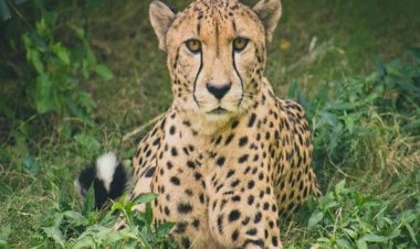 कूनो प्रबंधन ने बढ़ाई मादा चीता वीरा की निगरानी, दिन में चार बार टीम कर रही मॉनिटरिंग