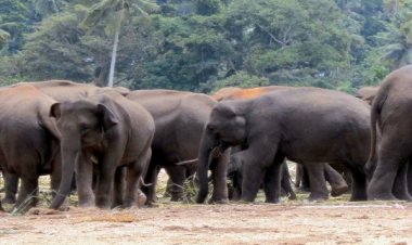 कांकेर में जंगलराज: भालू-तेंदुआ के बाद अब घूम रहा गजदल...