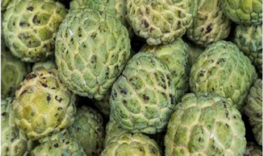 सेहत के लिए वरदान औषधीय गुणों से भरपूर ये फल