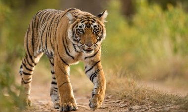 बारनवापारा बना प्रवासी बाघ का स्थायी ठिकाना, बाघिन लाने की तैयारी में वन विभाग