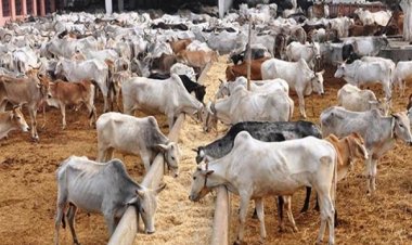 भोपाल में जल्द बनेगी प्रदेश की पहली हाईटेक गोशाला, मुख्यमंत्री कल करेंगे भूमिपूजन, 10000 गोवंश रखे जा सकेंगे