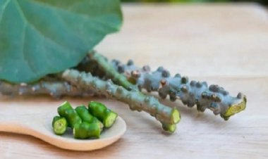 यूरिक एसिड कंट्रोल करने में ये जड़ी-बूटी है फायदेमंद