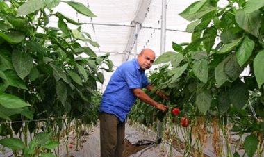 हरे, लाल एवं पीले रंग के शिमला मिर्च की खेती से संवर रही किसानों की जिंदगी