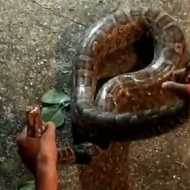 सागर में बीडी अस्पताल में घुसा अजगर:स्नेक कैचर ने रेस्क्यू कर पकड़ा 8 फीट लंबा सांप, 35 किमी वजनी था