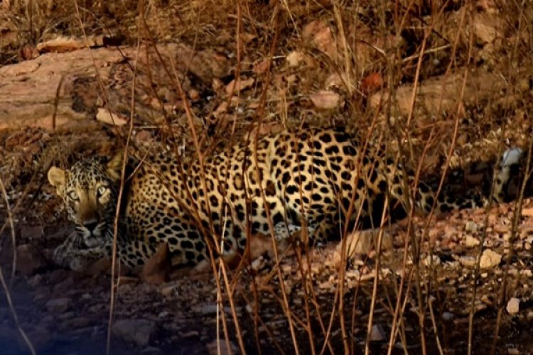 गांधीसागर के तेंदुओं को रास नहीं आ रहा नया घर… नौ तेंदुए भेजे गए बाहर