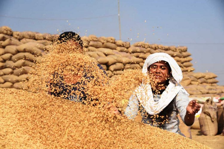 किसानों के लिए खुशखबरी: पिछले बार से अधिक कीमत पर होगी धान खरीदी