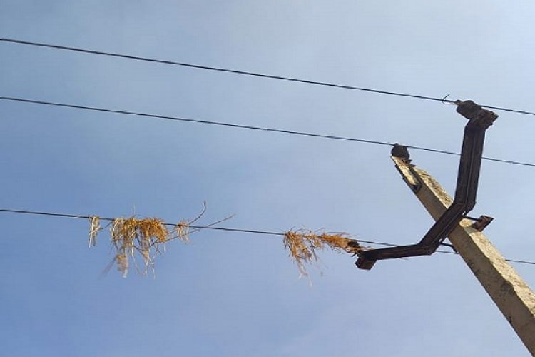 विद्युत लाइनों के पाद धान की मिंजाई से हो रही विद्युत व्यवस्था बाधित
