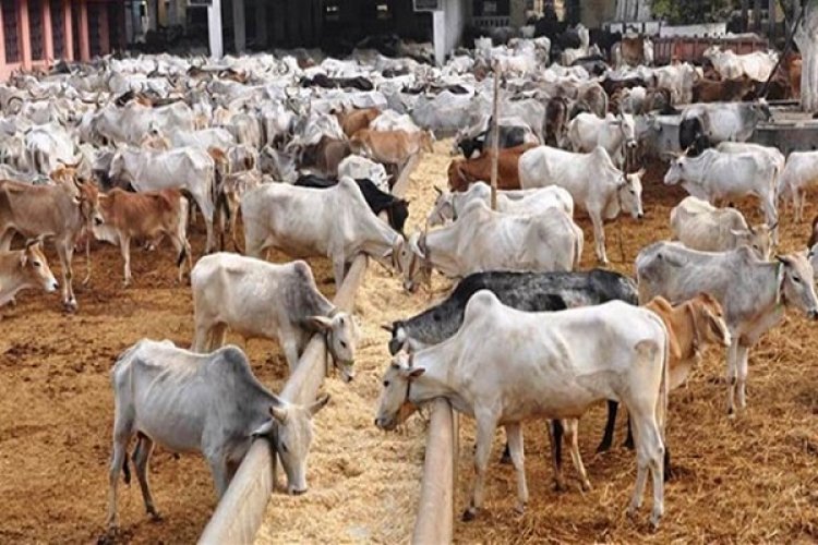 भोपाल में जल्द बनेगी प्रदेश की पहली हाईटेक गोशाला, मुख्यमंत्री कल करेंगे भूमिपूजन, 10000 गोवंश रखे जा सकेंगे