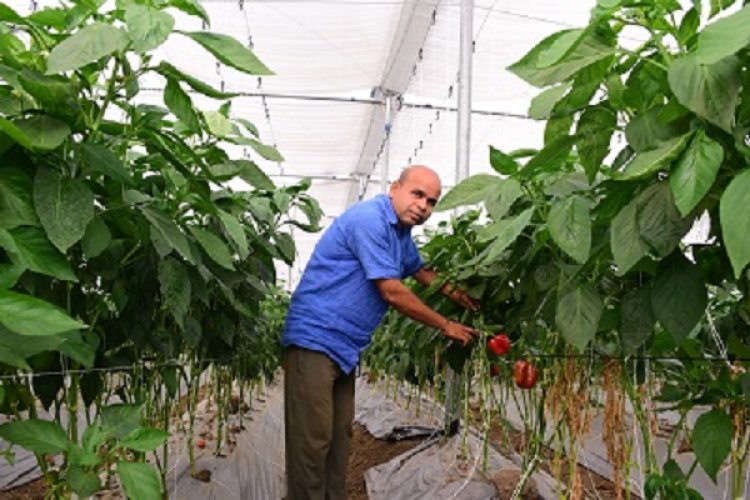 हरे, लाल एवं पीले रंग के शिमला मिर्च की खेती से संवर रही किसानों की जिंदगी