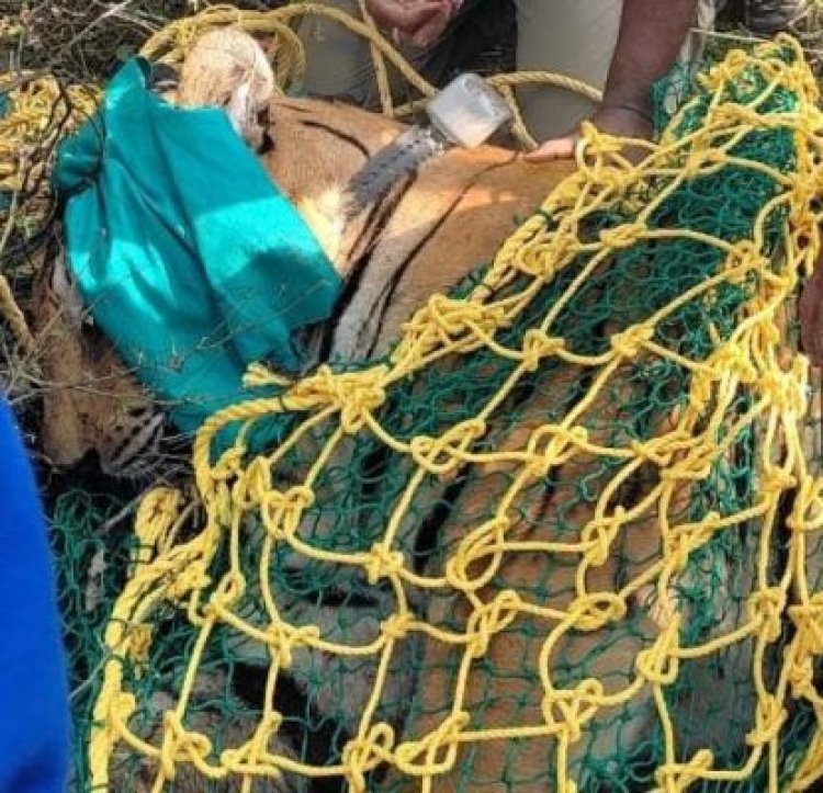 ट्रैक्यूलाइज कर बाघ पर काबू पाने वाले वन कर्मियों का मुख्यमंत्री साय ने की सराहना,कहा अभियान इतनी कुशलता से किया गया कि बाघ को किसी तरह की चोट नहीं लगी, बाघ के मूवमेंट पर नजर रखने लगाया गया रेडियो कालर