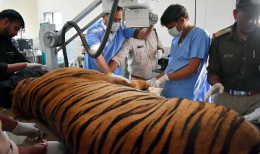 बांधवगढ टाईगर रिजर्व के नर बाघ ‘छोटा भीम’ का हो रहा उपचार