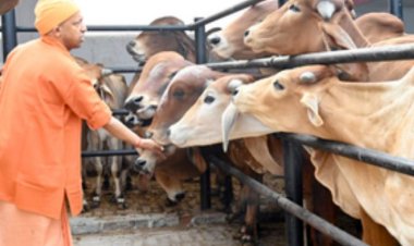 दूध के उत्पादन में यूपी की बादशाहत बरकरार