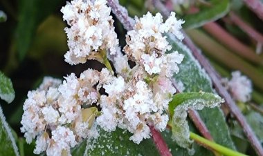 मैनपाट में कड़ाके की ठंड : 3 डिग्री पहुंचा पारा, दिन में भी अलाव का सहारा ले रहे लोग