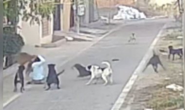 जालंधर में महिला पर कुत्तों ने किया जानलेवा हमला, 25 से ज्यादा जगहों पर काटा