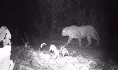 जिले के जंगलों में मांसाहारी जानवर भी मौजूद, बाघ व तेंदुओं की फोटो वायरल