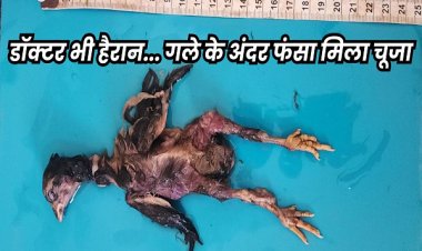 ये कैसा अंधविश्वास, पिता बनने के लिए निगल गया जिंदा चूजा... सांस नली में फंसने से गई जान