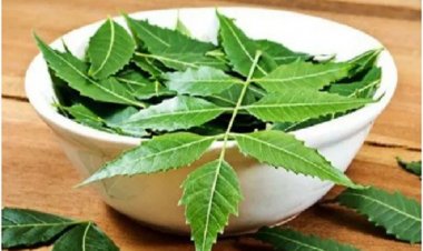 सेहत के लिए वरदान नीम के पत्ते