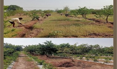 मनरेगा योजना : मिश्रित वृक्षारोपण कार्य से योगेश की बदली तकदीर