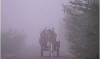 संभल समेत यूपी के इन जिलों में घने कोहरे का येलो अलर्ट, IMD ने जारी की चेतावनी; दो द‍िन बरतें सावधानी