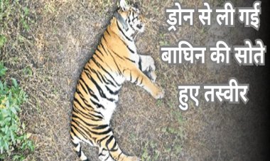 शोर नहीं करना, कटघोरा के जंगल में बाघिन फरमा रही है आराम