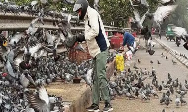 दिल्ली में कबूतर को दाना डालने पर लगेगी रोक, 13 साल पुरानी याचिका पर एनजीटी का ऐक्शन