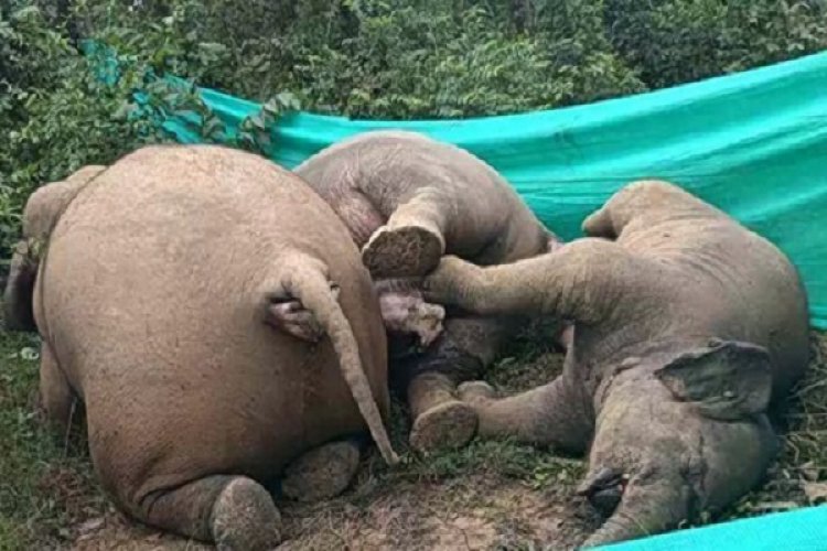 तीन हाथियों की मौत को लेकर हाईकोर्ट में हुई सुनवाई